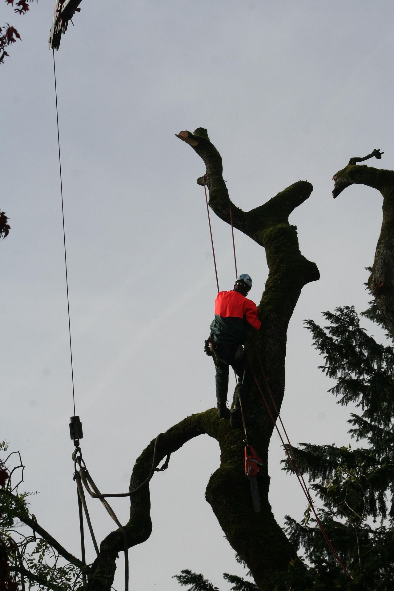 Baumpfleger bei Arbeiten im Baum