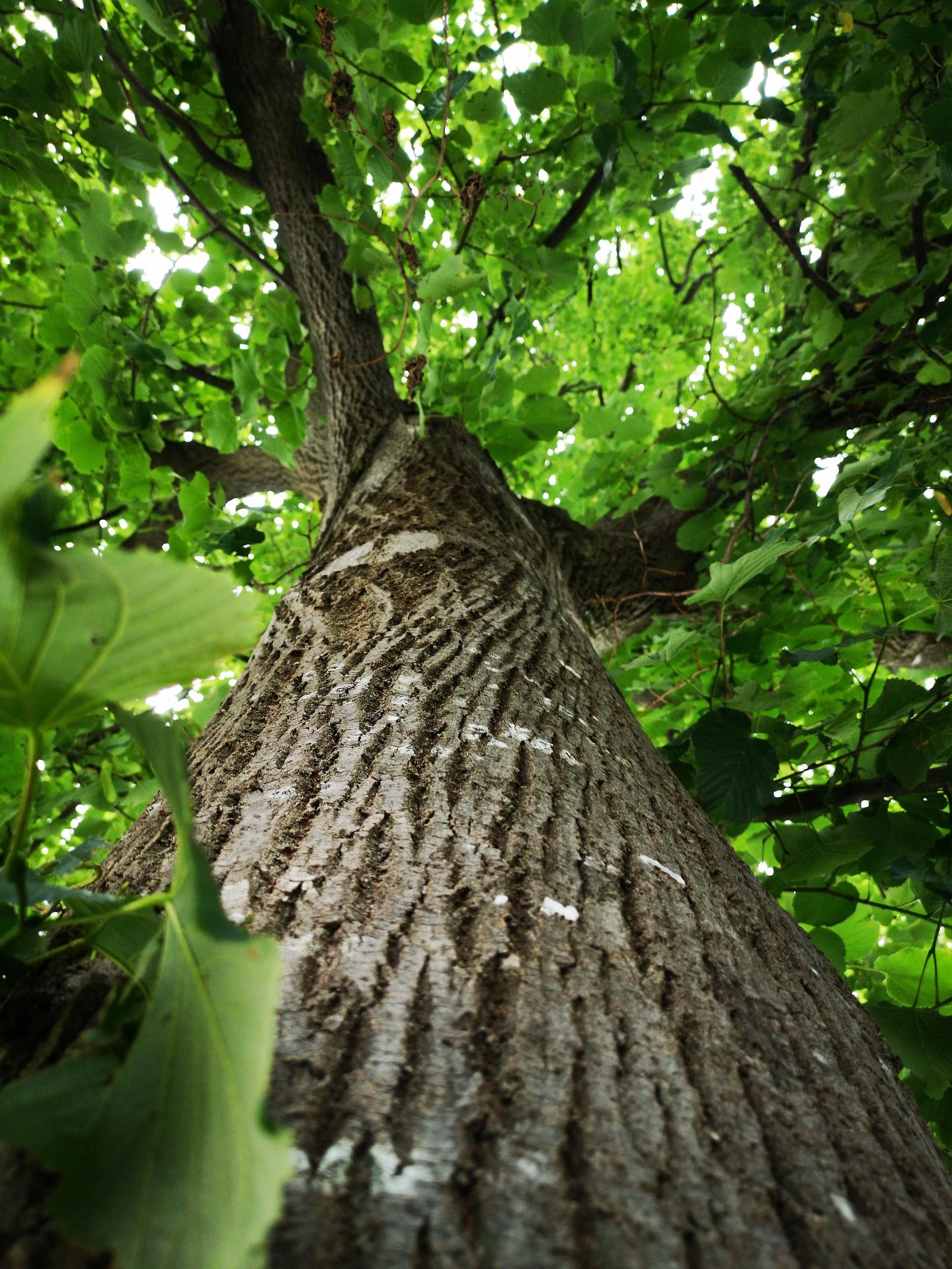 Gesunder Baum aus der Perspektive des Stammes